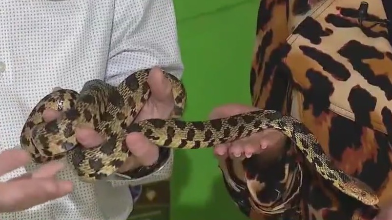 Snakes slither into the spotlight at Brookfield Zoo Chicago