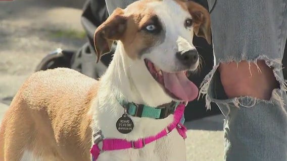 Good Day on the Road: Alive Rescue adoptions at Taste of Randolph