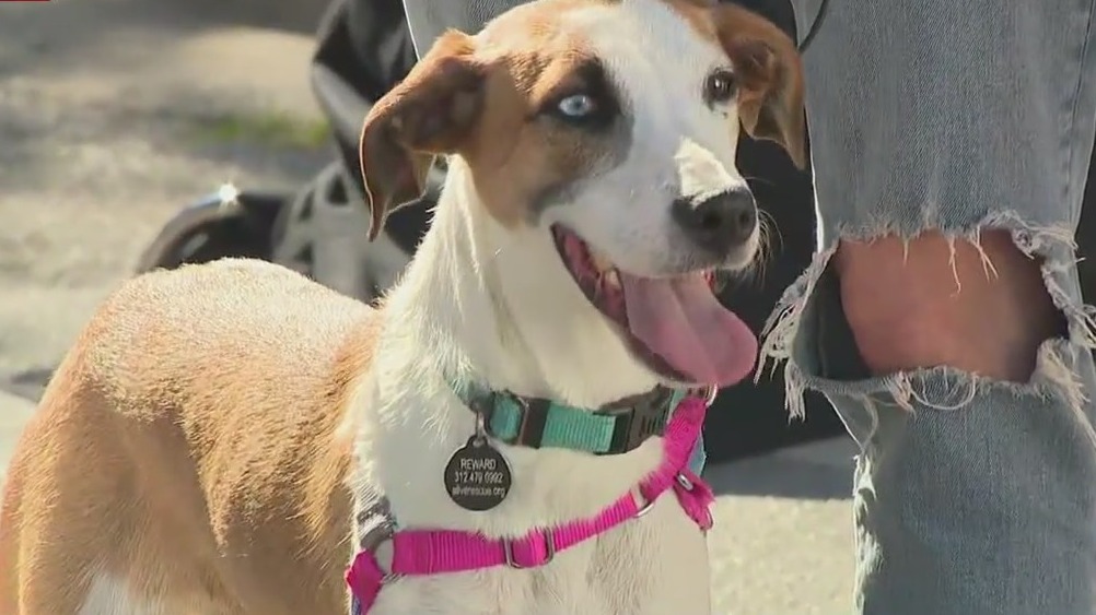 Good Day on the Road: Alive Rescue adoptions at Taste of Randolph