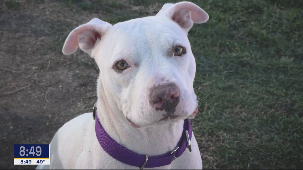 Dog of the Day: Charlotte