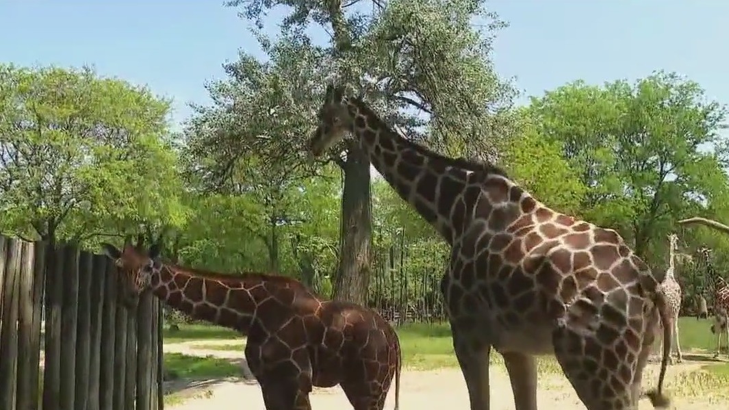 Celebrate World Giraffe Day at Brookfield Zoo Chicago