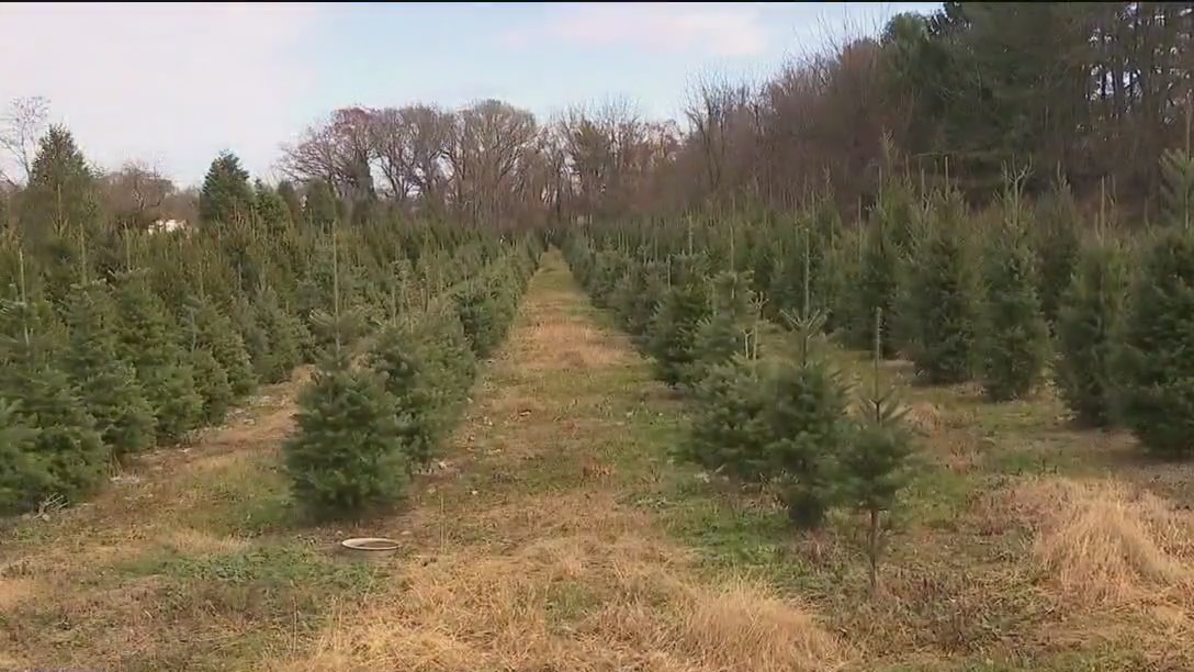 Looking for a perfect Christmas tree? What to know
