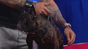 How to give your dog a massage