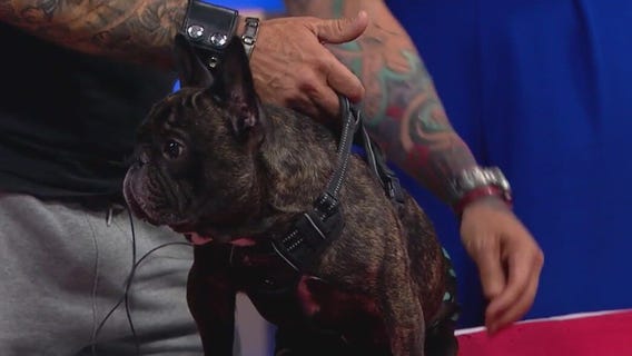 How to give your dog a massage