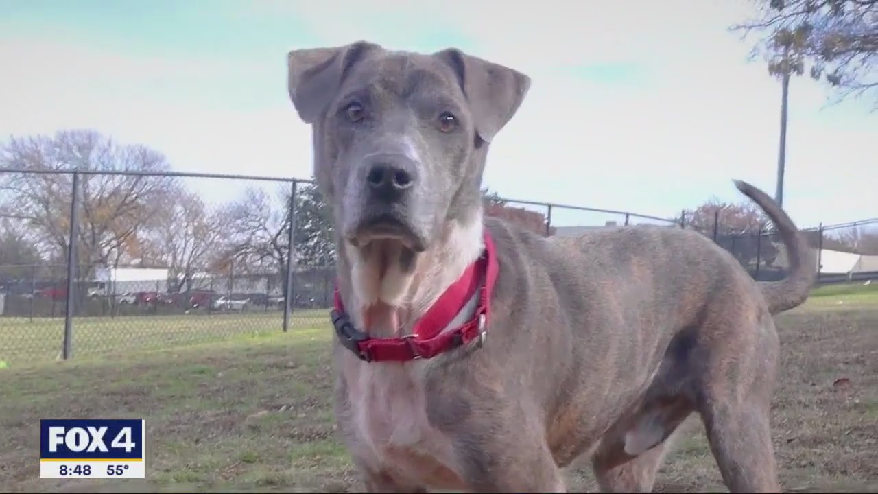 Dog of the Day: Dude