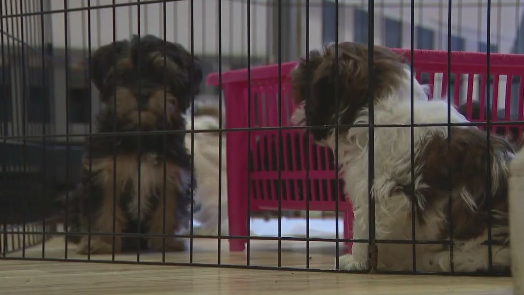 NY enacts law ending retail sales of dogs and cats