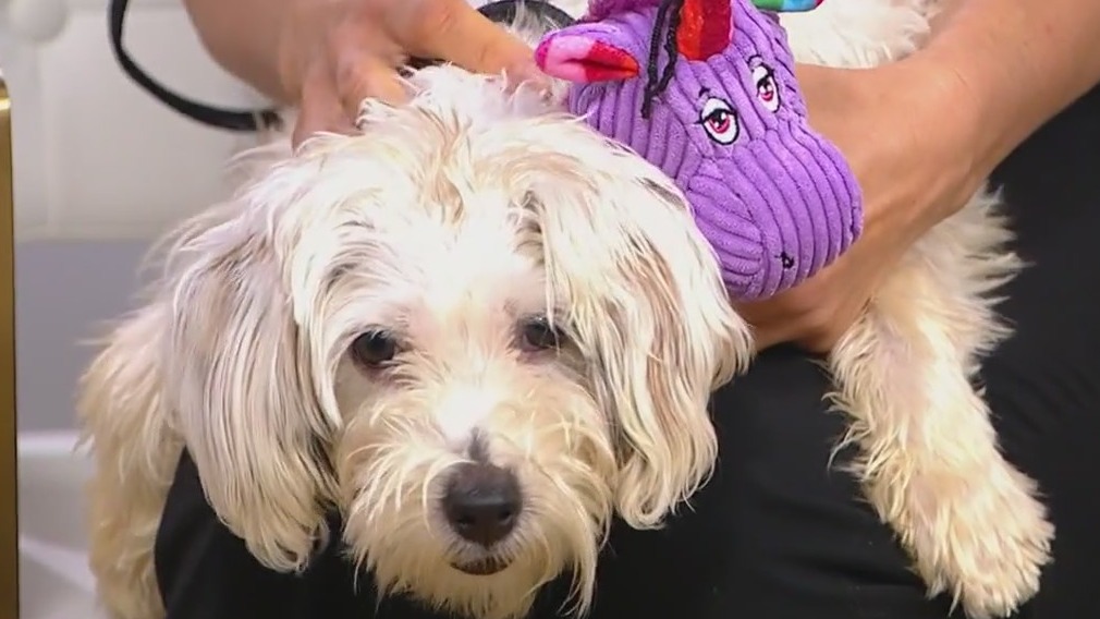 PAWS Pet of the Week: Annie is looking for her forever home