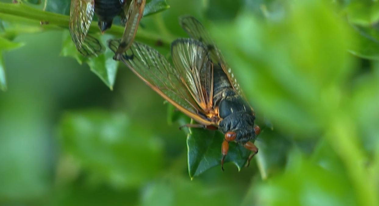 Cicadas return to the Chicago area after 17 years
