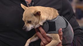 Tips for keeping your pets safe and happy during July 4th celebrations