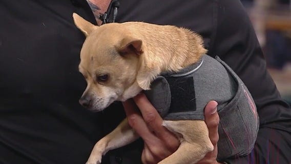 Tips for keeping your pets safe and happy during July 4th celebrations