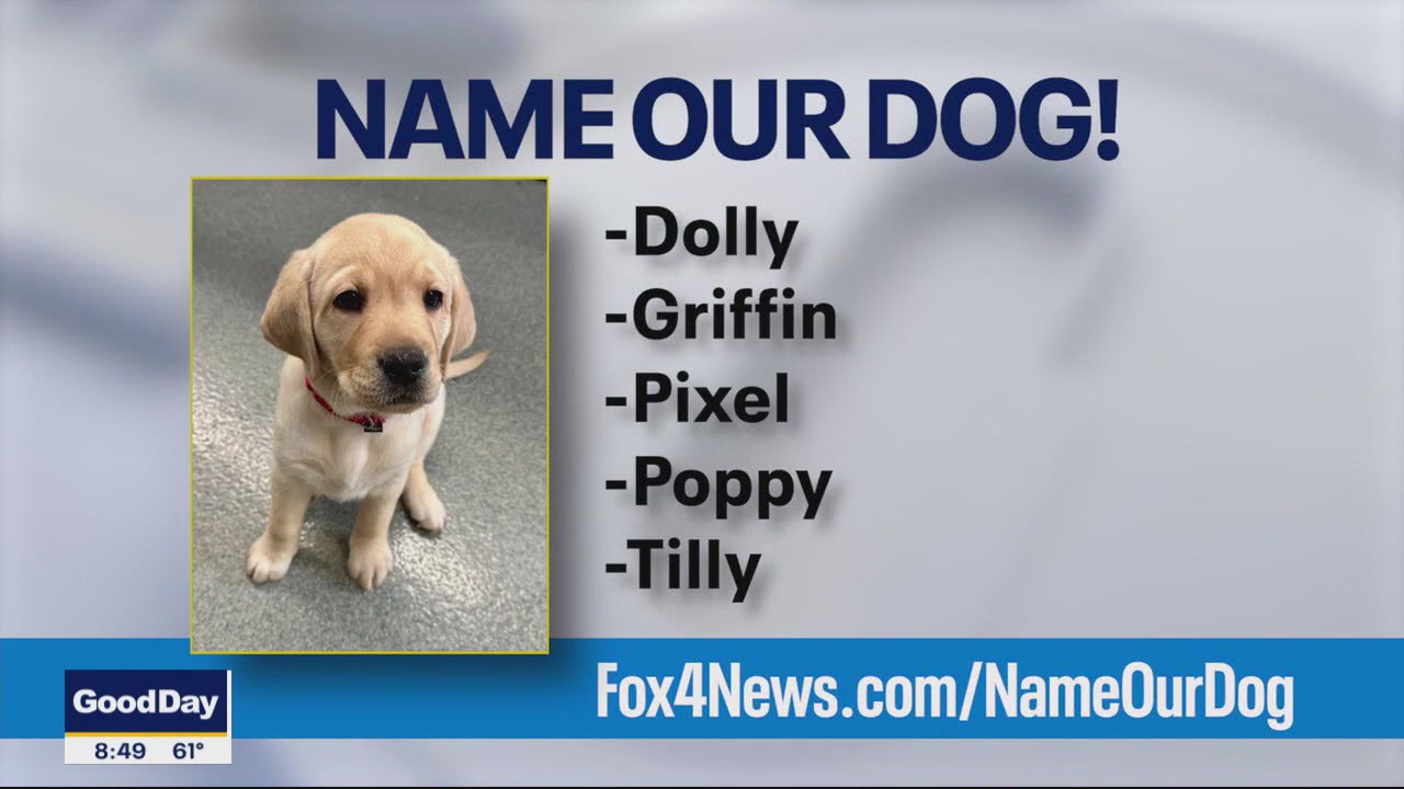 Name FOX 4's new service puppy