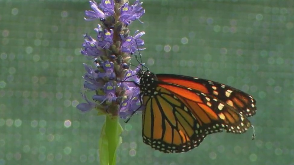 Butterfly bonanza on display at Brookfield Zoo Chicago