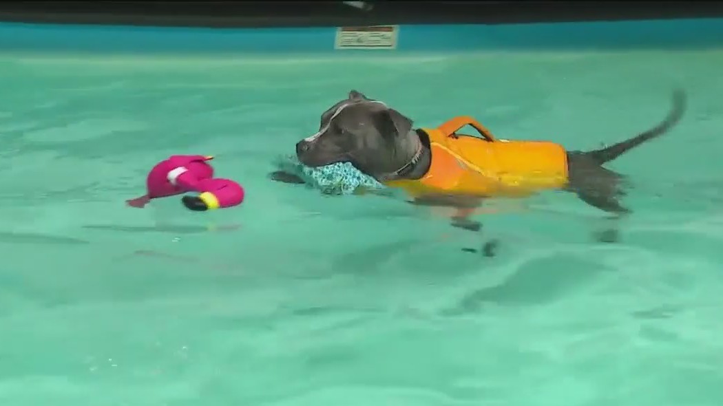 Pups learn to doggy paddle at The Puddle in South Elgin