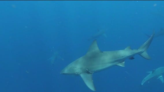 Arlington Heights native focuses on shark conservation