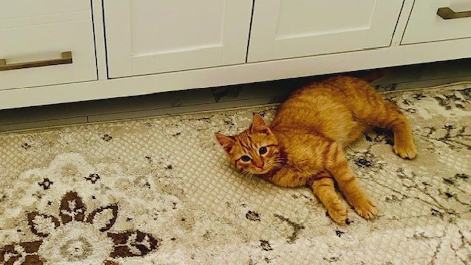 A.D.O.P.T. Pet Shelter looking for foster homes for cats, dogs