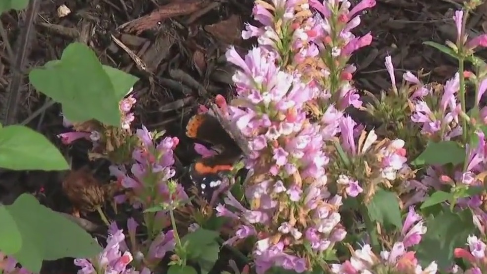 Behind-the-scenes from the Butterfly House at Navy Pier