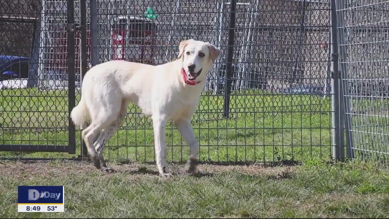 Dog of the Day: Shira