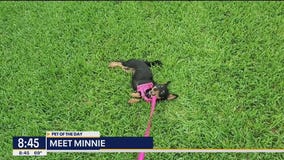 Pet of the Day: Minnie