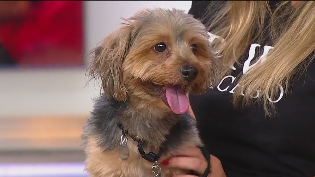 PAWS Pet of the Week: Finn