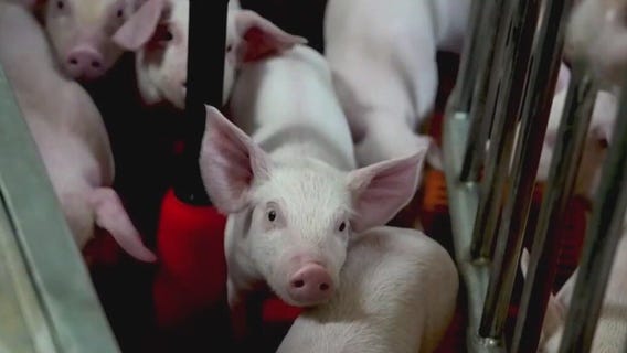 Pig farm raising animals for human transplants