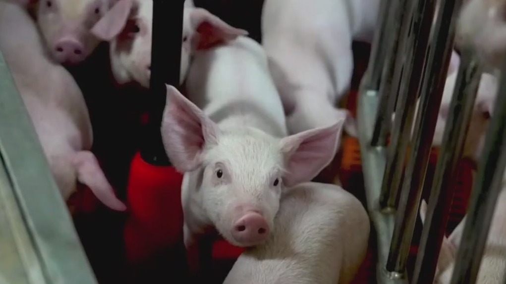 Pig farm raising animals for human transplants