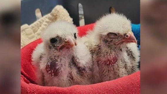 Ways to help wildlife after tornadoes