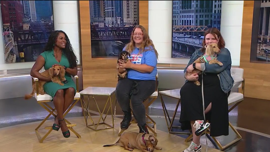 200 dogs dash for glory at Dachshund Derby this Saturday