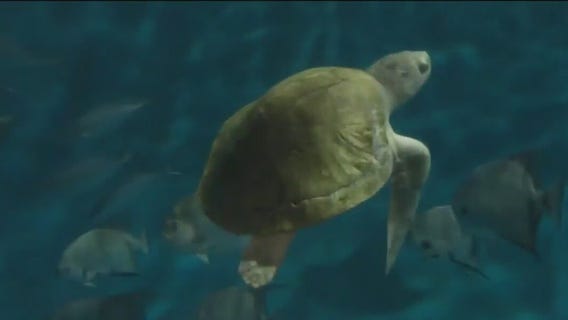 Volunteer group flies turtle to Brookfield Zoo Chicago