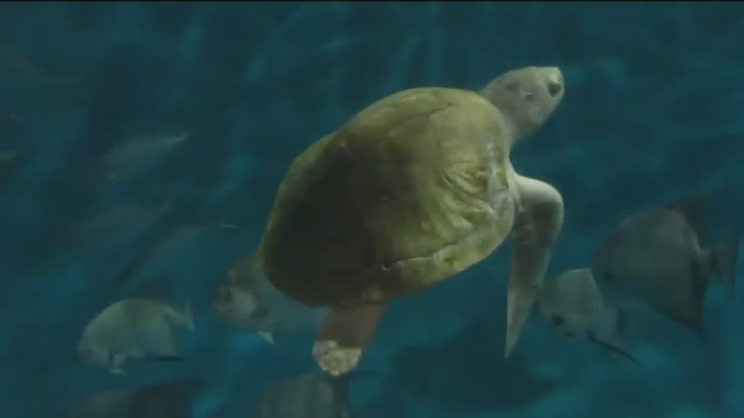 Volunteer group flies turtle to Brookfield Zoo Chicago