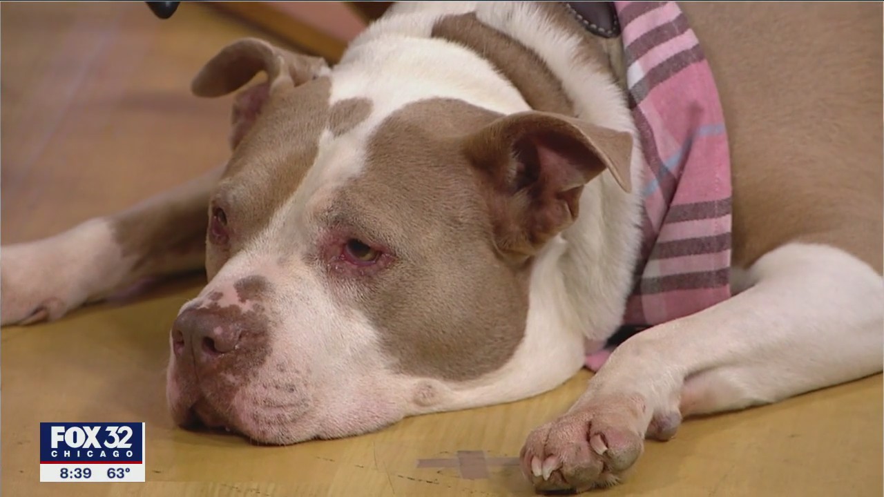 Spay Illinois raises money with Ales for Tails contest