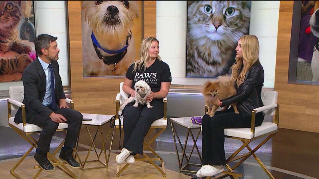 PAWS Pet of the Week: Upcoming adoption events this weekend