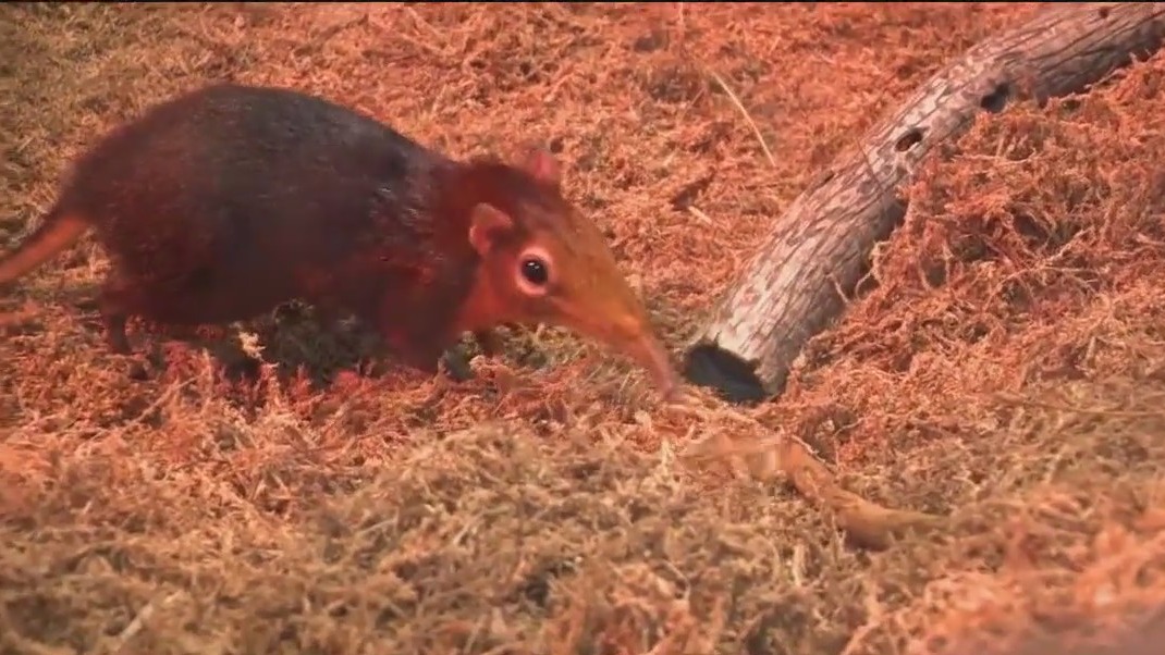 Meet Brookfield Zoo Chicago's giant elephant shrews