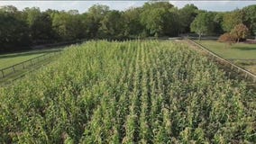 Illinois 'corn sweat' intensifying heatwave