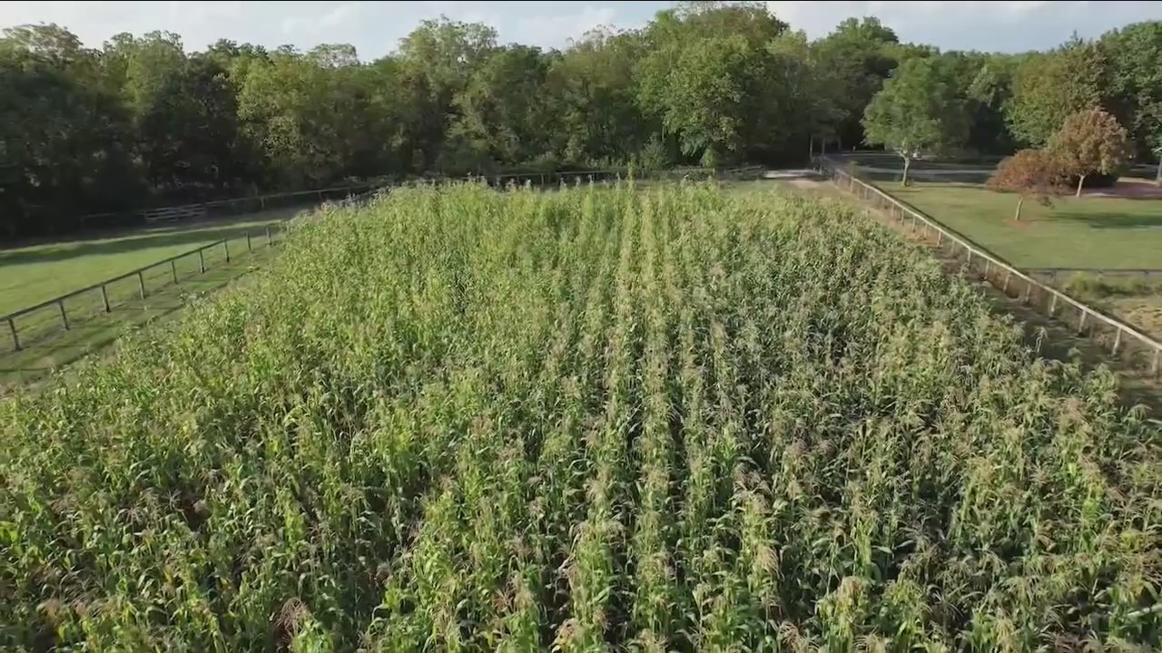 Illinois 'corn sweat' intensifying heatwave