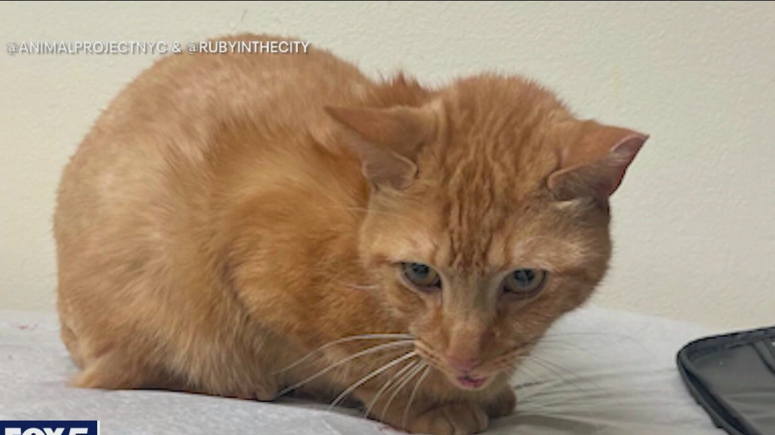 Cat survives three-story fall in NYC