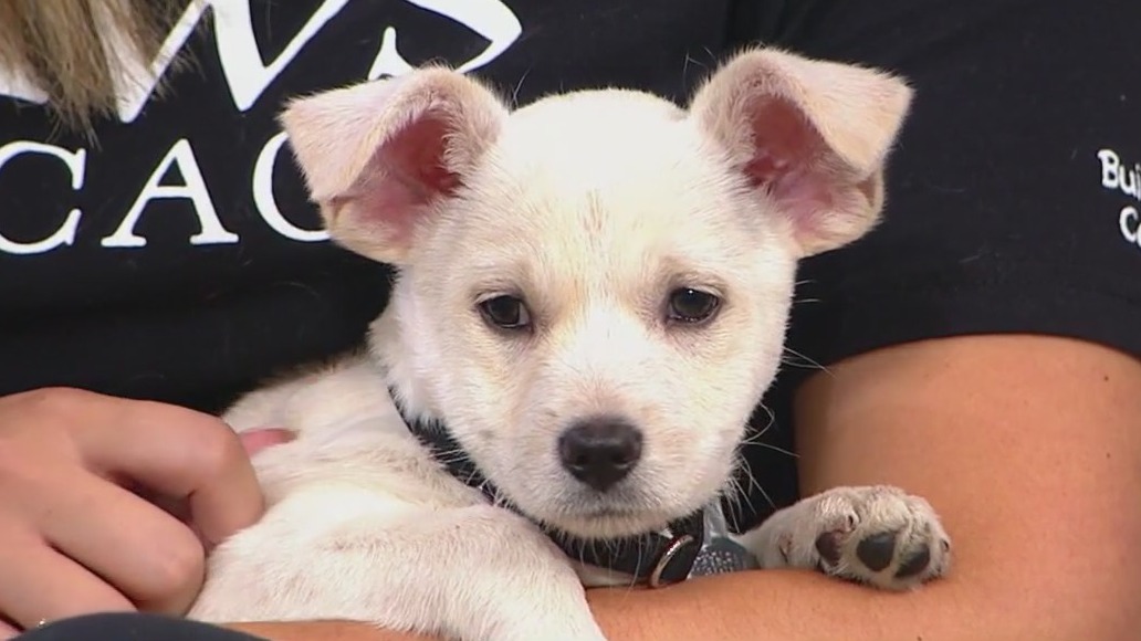 PAWS Chicago's Pets of the Week will melt your heart