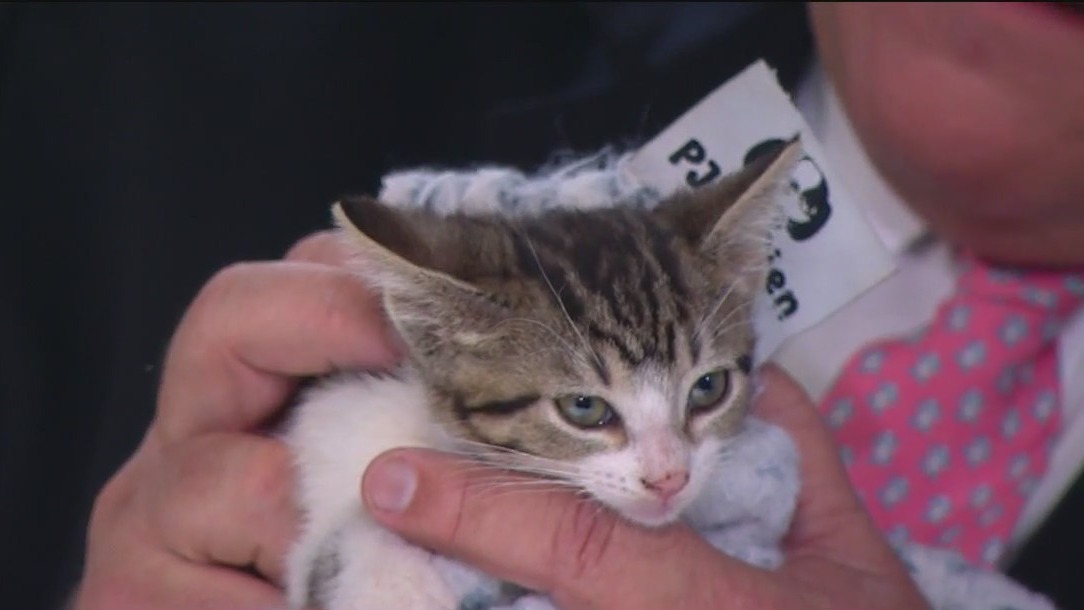 City Kitty Soiree: Fundraiser brunch for Tree House Humane Society