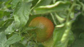 Bronzeville nonprofit celebrates 5th annual Fall Harvest