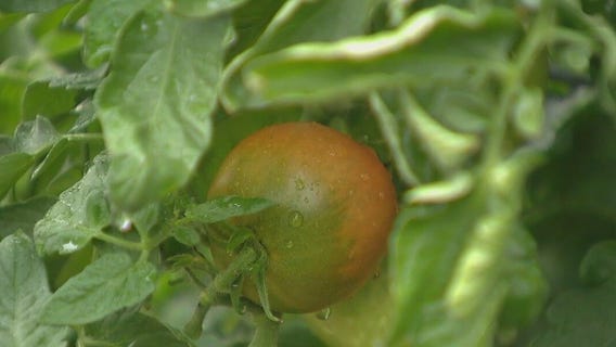 Bronzeville nonprofit celebrates 5th annual Fall Harvest