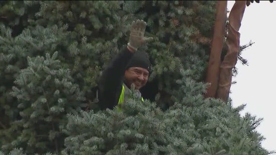 Chicago begins accepting nominations for city's Christmas tree