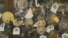 New antique store opens up in Arlington Heights