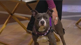 Heartland Animal Shelter to host Golden Paw Gala