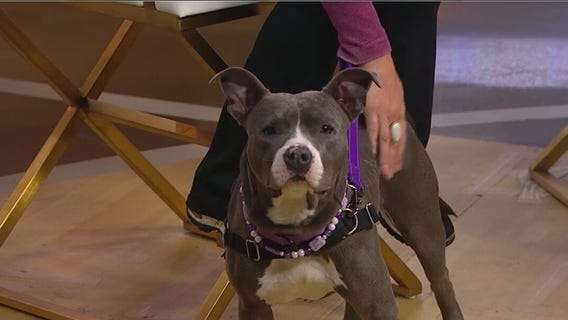 Heartland Animal Shelter to host Golden Paw Gala