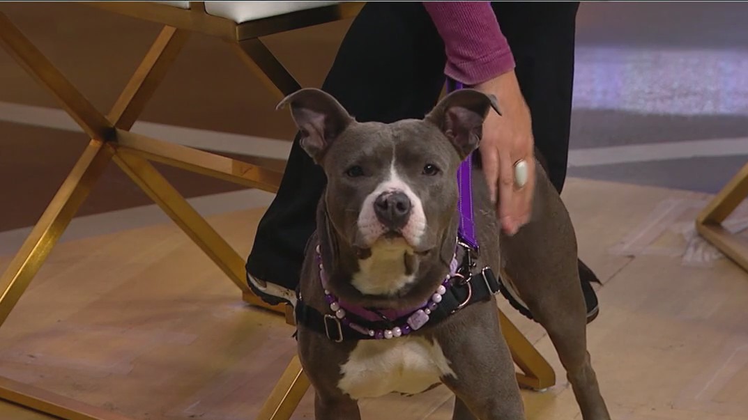 Heartland Animal Shelter to host Golden Paw Gala