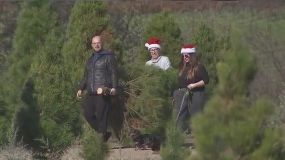 2024 holiday tree contest in Elgin