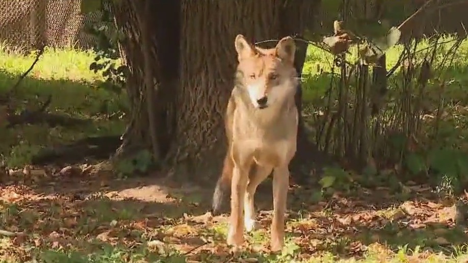 Brookfield Zoo Chicago celebrates Wolf Awareness Week