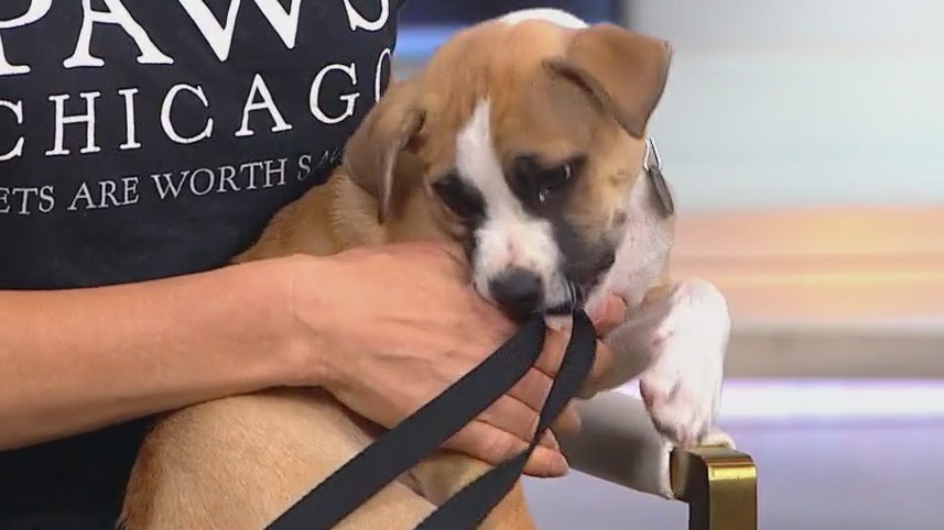 PAWS Chicago looking to find forever homes for dogs displaced by Hurricane Helene