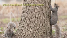 The mysterious deaths of Rogers Park squirrels and other headlines from Block Club Chicago