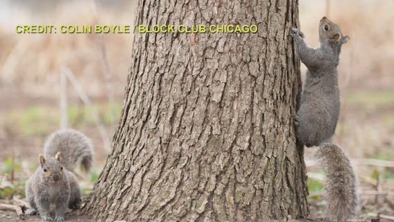 The mysterious deaths of Rogers Park squirrels and other headlines from Block Club Chicago