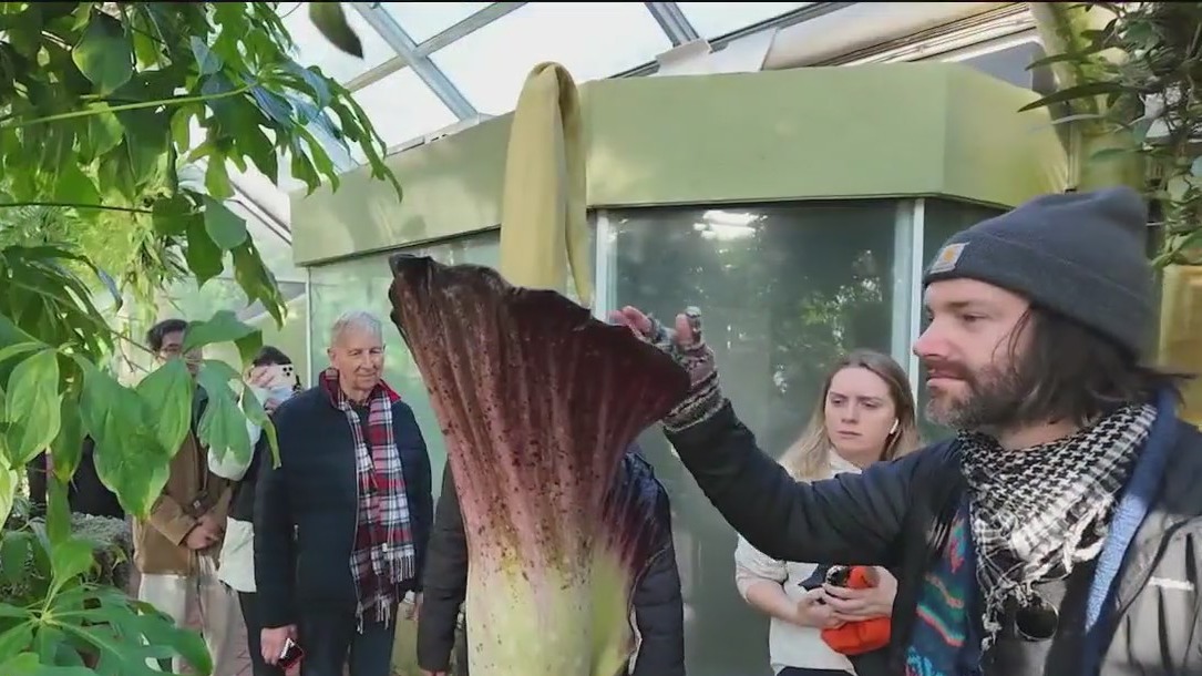 Brooklyn Botanic Garden?s Corpse Flower blooms